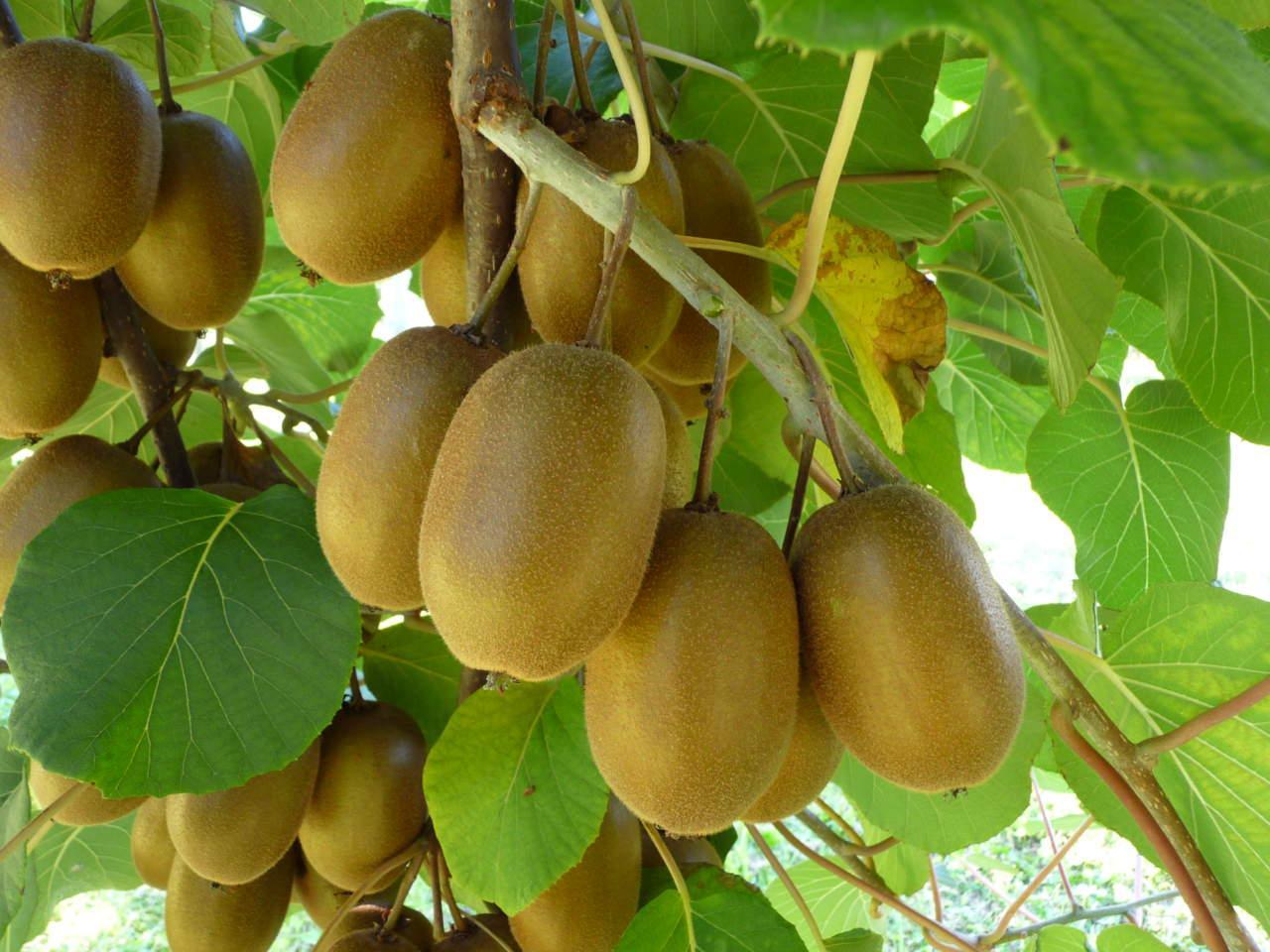 Moria del kiwi